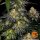 Barneys Farm Watermelon Zkittlez - 3 feminisierte Samen