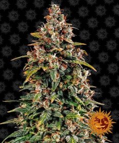 Barneys Farm Watermelon Zkittlez AUTO - 3 automated seeds