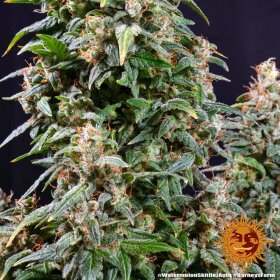 Barneys Farm Watermelon Zkittlez AUTO - 3 autoflowering Samen