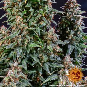 Barneys Farm Watermelon Zkittlez AUTO - 3 autoflowering Samen