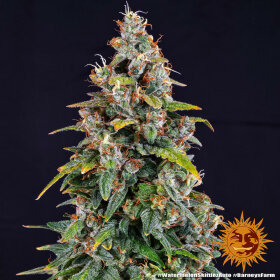 Barneys Farm Watermelon Zkittlez AUTO - 3 autoflowering Samen