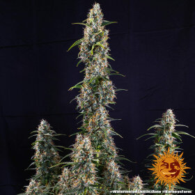 Barneys Farm Watermelon Zkittlez AUTO - 3 autoflowering Samen