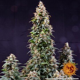 Barneys Farm Watermelon Zkittlez AUTO - 3 autoflowering Samen