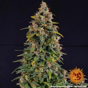 Barneys Farm Watermelon Zkittlez AUTO - 3 automatisierte Samen