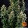 Barneys Farm Watermelon Zkittlez AUTO - 3 autoflowering Samen