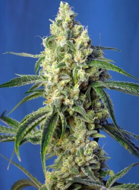 Sweet Seeds Green Poison CBD - 3 feminisierte Samen