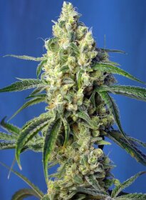 Sweet Seeds Green Poison CBD - 3 feminized seeds