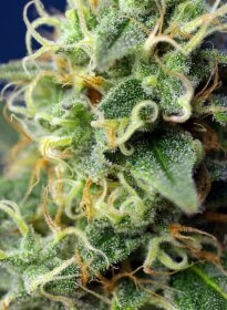 Sweet Seeds Green Poison CBD - 3 feminisierte Samen