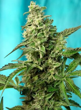 Sweet Seeds Green Poison F1 FAST VERSION - 3 feminisierte...