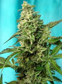 Sweet Seeds Green Poison F1 FAST VERSION - 3 feminisierte Samen