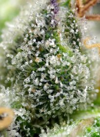 Sweet Seeds Green Poison F1 FAST VERSION - 3 feminisierte Samen