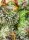 Sweet Seeds Green Poison F1 FAST VERSION - 3 feminisierte Samen