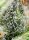 Sweet Seeds Green Poison F1 FAST VERSION - 3 feminisierte Samen