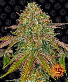 Barneys Farm Wedding Cake - 3 feminized seeds