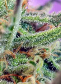 Sweet Seeds Jack 47 - 3 feminisierte Samen