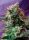 Sweet Seeds Jack 47 - 3 feminisierte Samen