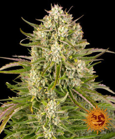 Barneys Farm Wedding Cake AUTO - 3 autoflowering Samen