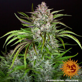 Barneys Farm Wedding Cake AUTO - 3 autoflowering Samen