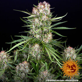 Barneys Farm Wedding Cake AUTO - 3 autoflowering Samen