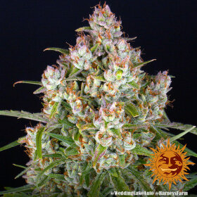 Barneys Farm Wedding Cake AUTO - 3 autoflowering Samen