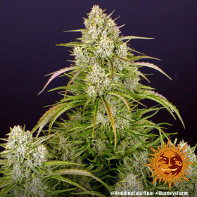 Barneys Farm Wedding Cake AUTO - 3 autoflowering Samen