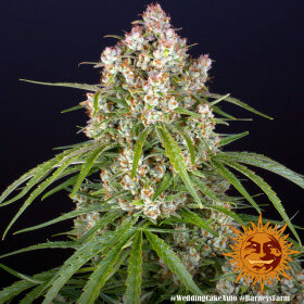 Barneys Farm Wedding Cake AUTO - 3 autoflowering Samen