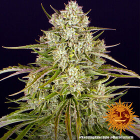 Barneys Farm Wedding Cake AUTO - 3 autoflowering Samen