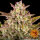 Barneys Farm Wedding Cake AUTO - 3 autoflowering Samen