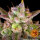 Barneys Farm Wedding Cake AUTO - 3 autoflowering Samen