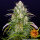 Barneys Farm Wedding Cake AUTO - 3 autoflowering Samen