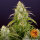 Barneys Farm Wedding Cake AUTO - 3 autoflowering Samen