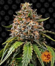 Barneys Farm White Widow XXL - 3 feminized seeds