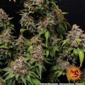 Barneys Farm White Widow XXL - 3 feminized seeds