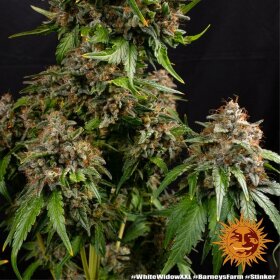 Barneys Farm White Widow XXL - 3 feminisierte Samen