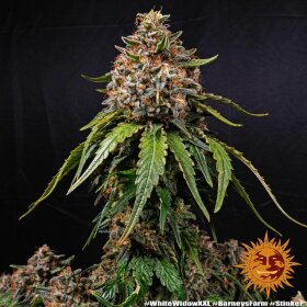 Barneys Farm White Widow XXL - 3 feminized seeds