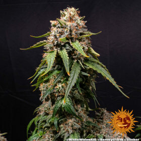 Barneys Farm White Widow XXL - 3 feminisierte Samen