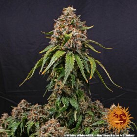 Barneys Farm White Widow XXL - 3 feminisierte Samen