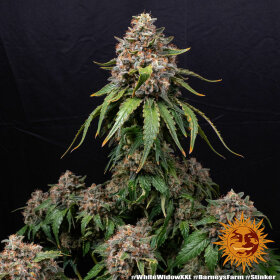 Barneys Farm White Widow XXL - 3 feminisierte Samen