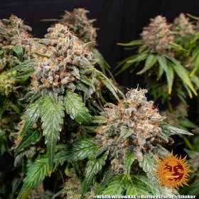 Barneys Farm White Widow XXL - 3 feminisierte Samen