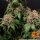 Barneys Farm White Widow XXL - 3 feminized seeds