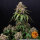 Barneys Farm White Widow XXL - 3 feminized seeds