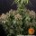 Barneys Farm White Widow XXL - 3 feminisierte Samen