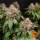 Barneys Farm White Widow XXL - 3 feminized seeds