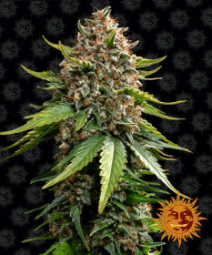 Barneys Farm White Widow XXL AUTO - 3 autoflowering Samen