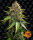 Barneys Farm White Widow XXL AUTO - 3 autoflowering Samen