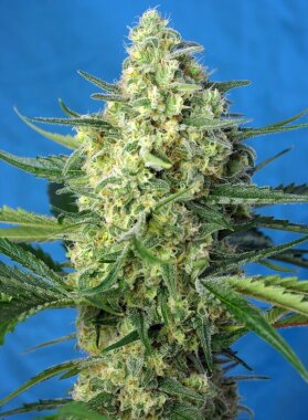 Sweet Seeds Jack 47 XL Auto - 3 automatisierte Samen