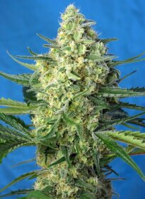 Sweet Seeds Jack 47 XL AUTO - 3 automated seeds