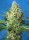 Sweet Seeds Jack 47 XL AUTO - 3 autoflowering Samen