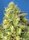 Sweet Seeds Jack 47 XL AUTO - 3 autoflowering Samen