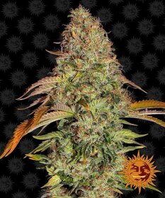 Barneys Farm Zkittlez OG AUTO - 3 autoflowering Samen